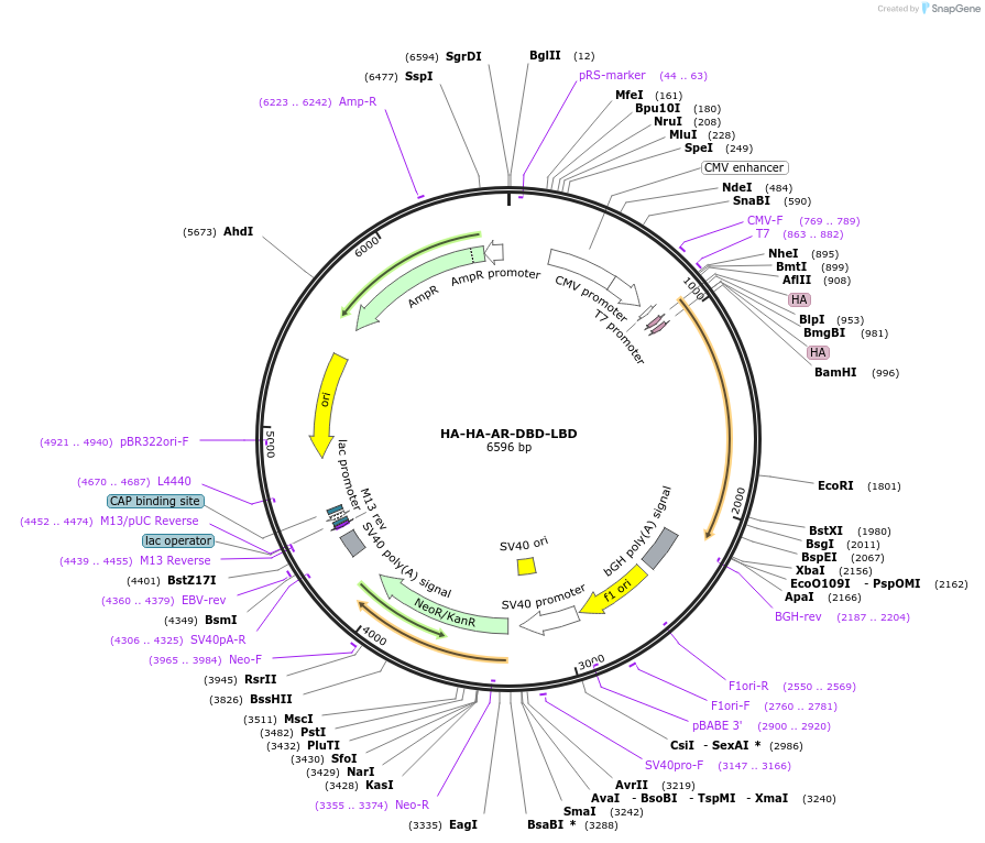 171237-plasmid-map-sequence-id-336036