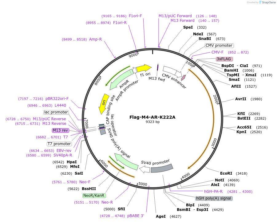 336039_map