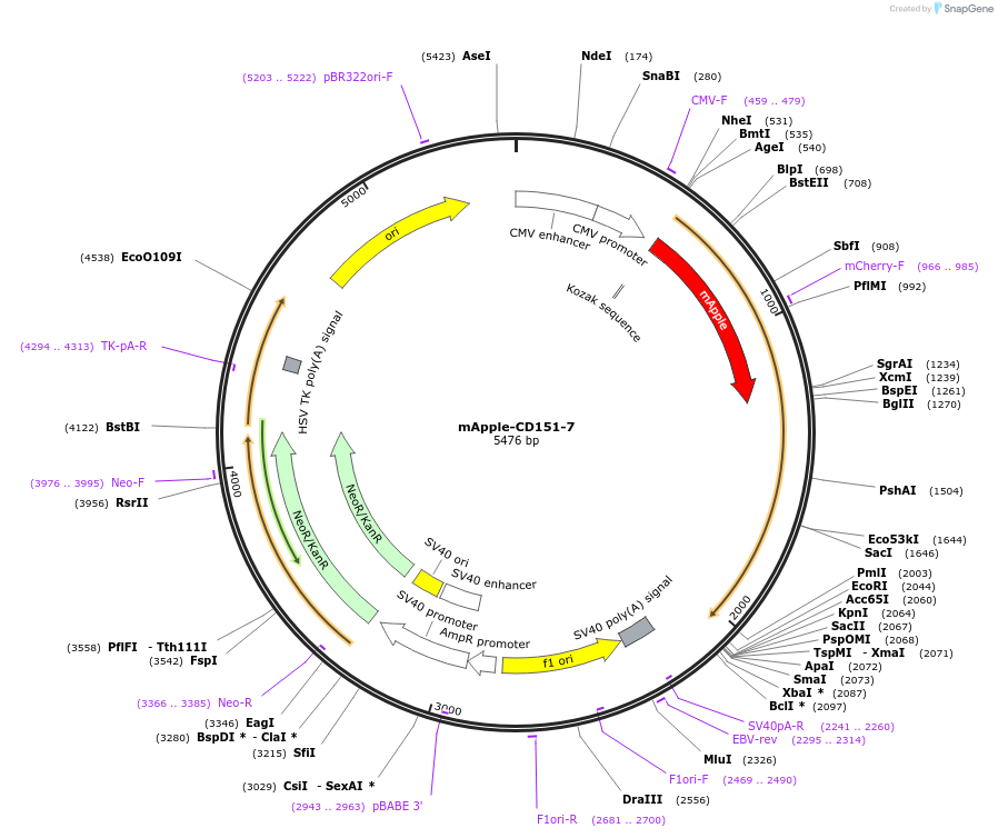 54873-plasmid-map-sequence-id-336040