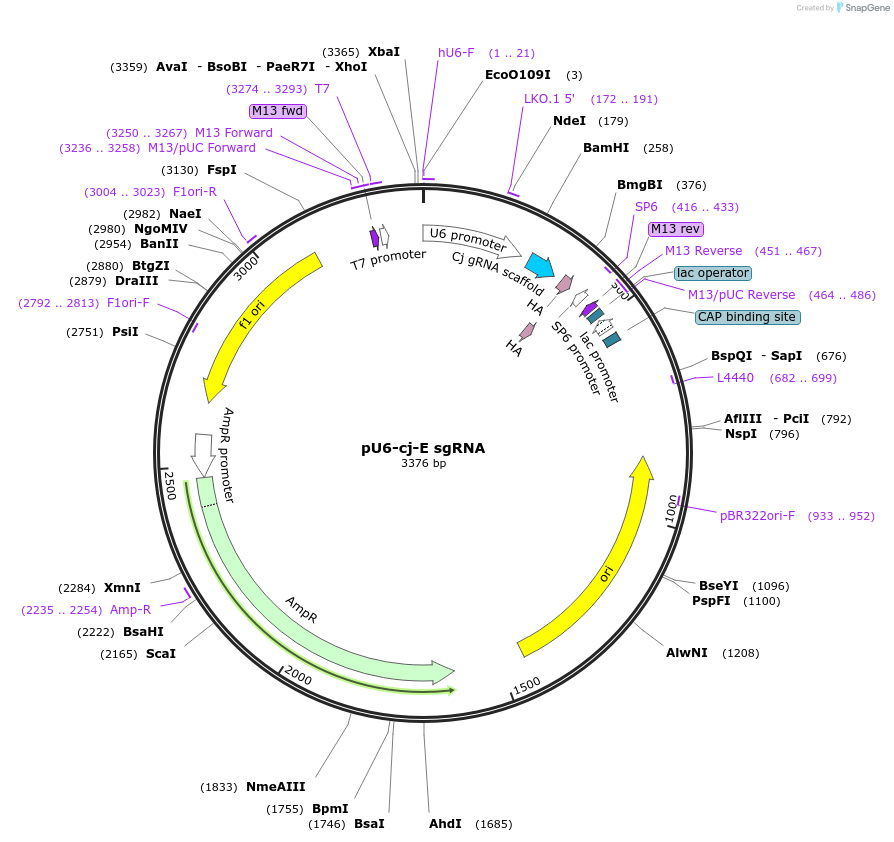 169915-plasmid-map-sequence-id-336050