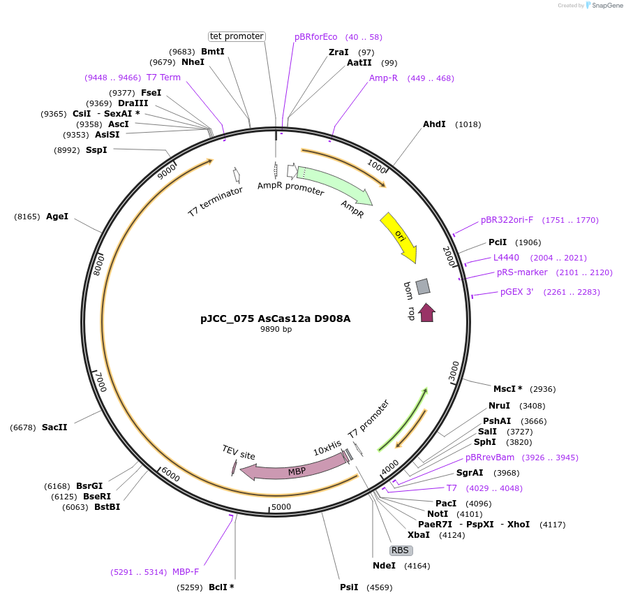 171668-plasmid-map-sequence-id-336058