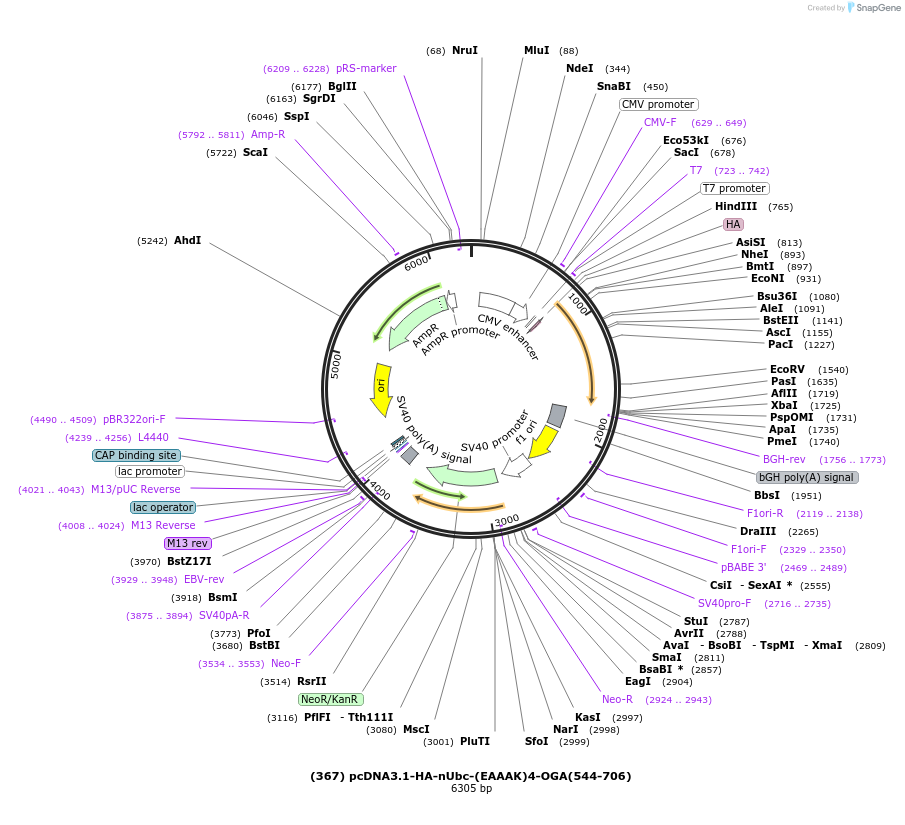 168099-plasmid-map-sequence-id-336059
