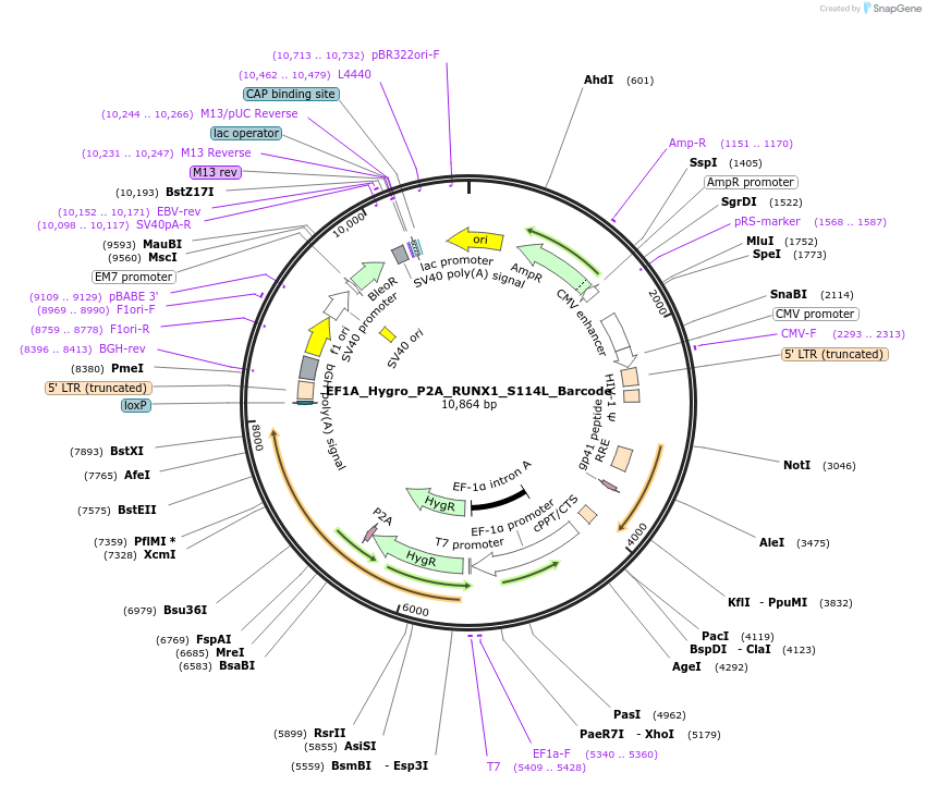 170966-plasmid-map-sequence-id-336083