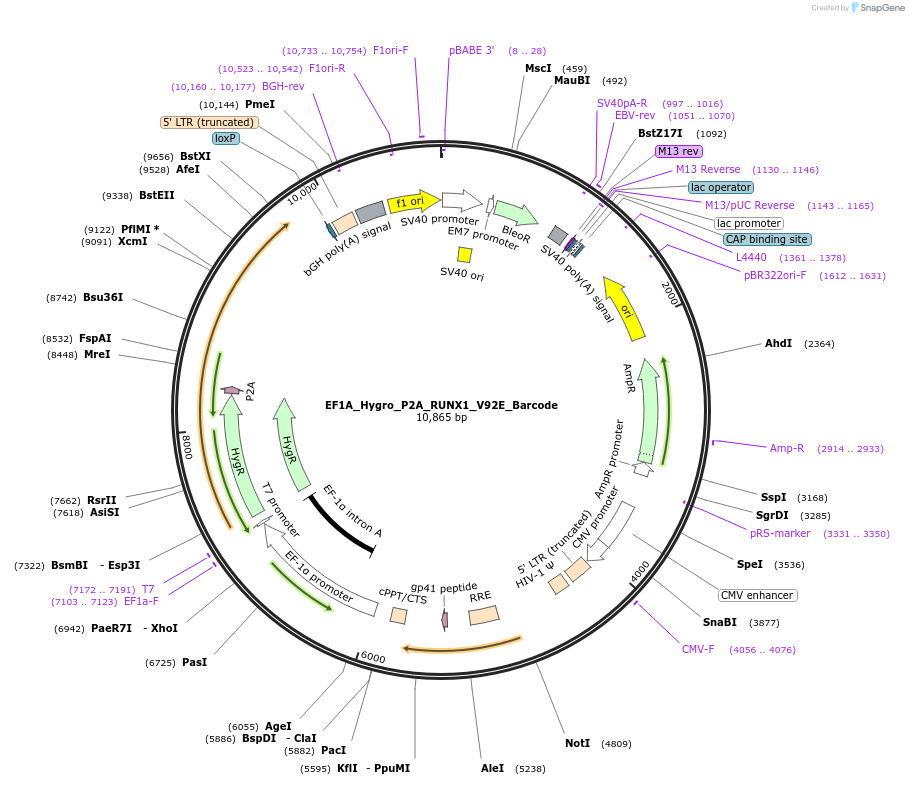 170948-plasmid-map-sequence-id-336085