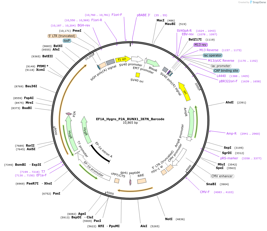 170945-plasmid-map-sequence-id-336086