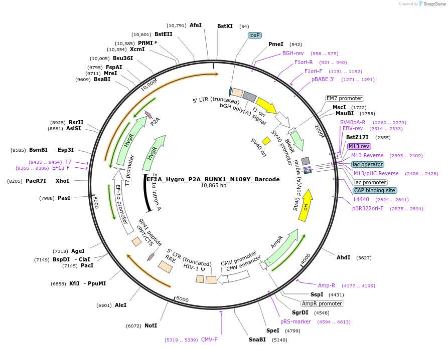 170961-plasmid-map-sequence-id-336088