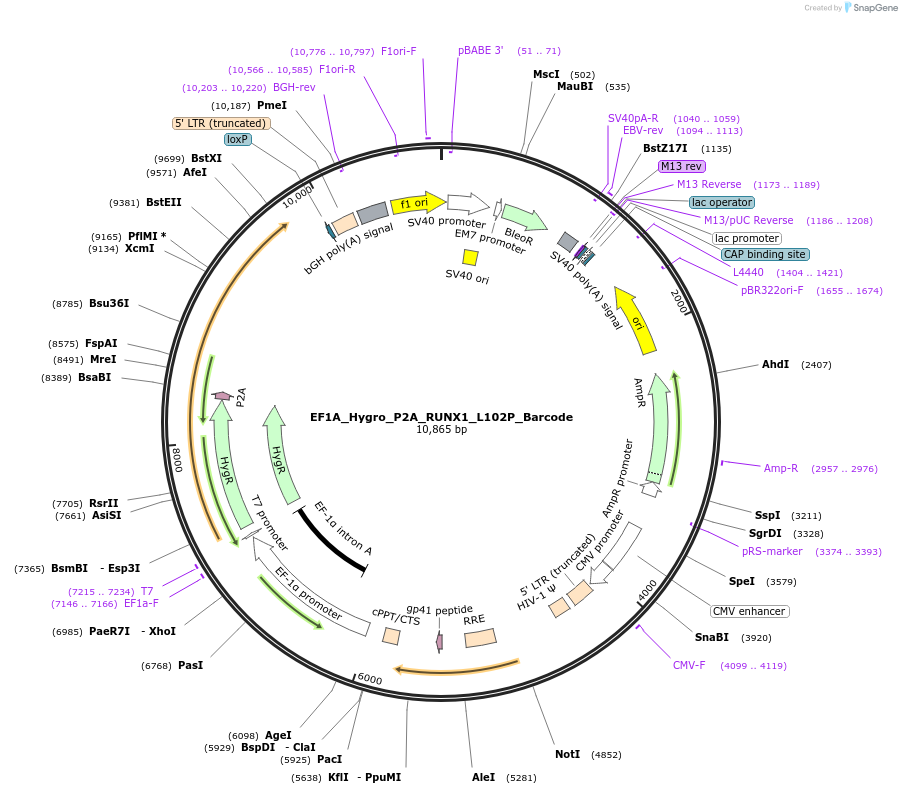 170957-plasmid-map-sequence-id-336089