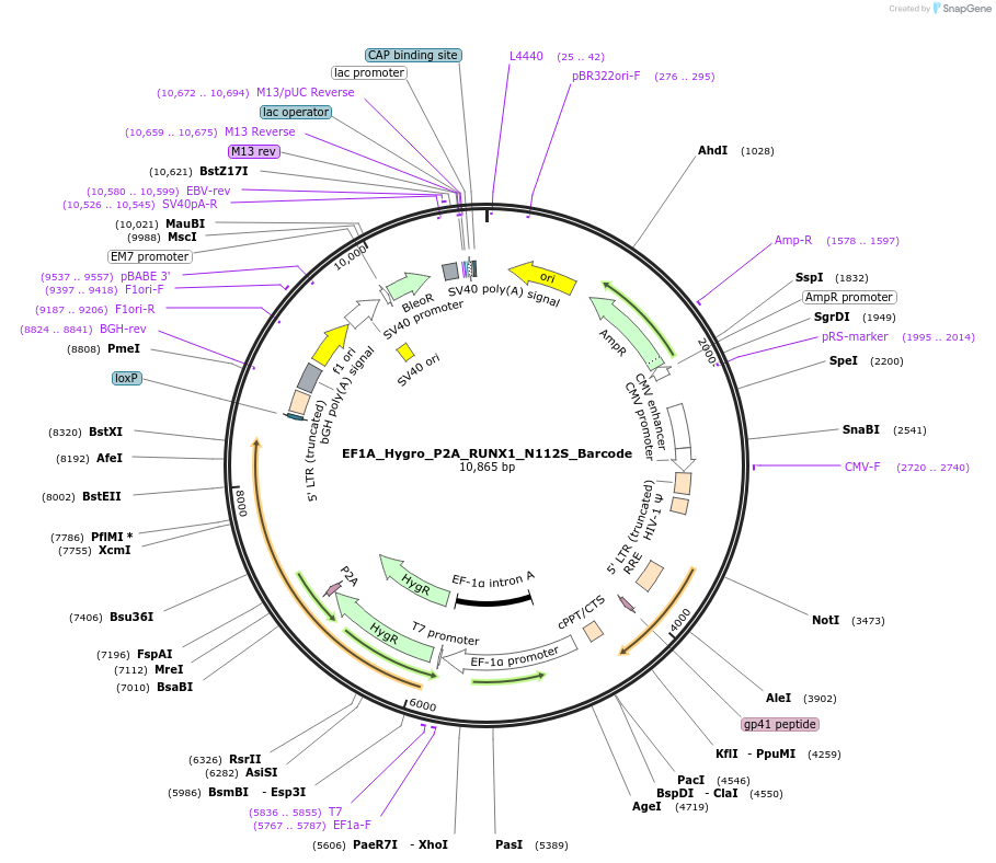 170964-plasmid-map-sequence-id-336094