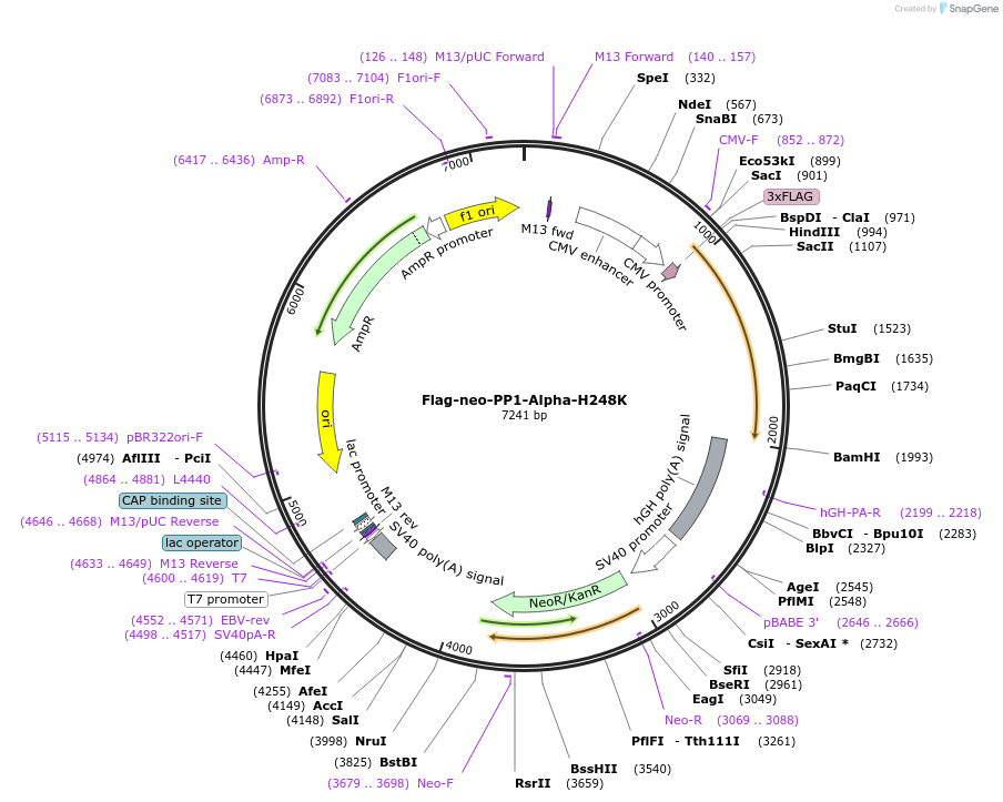 171268-plasmid-map-sequence-id-336095