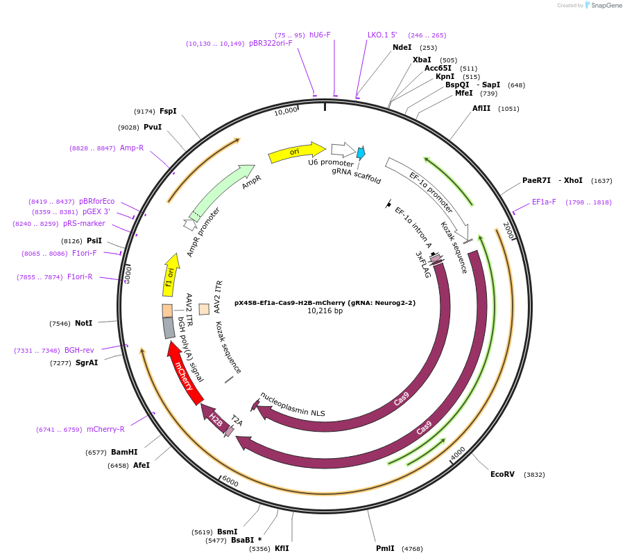 159660-plasmid-map-sequence-id-336101