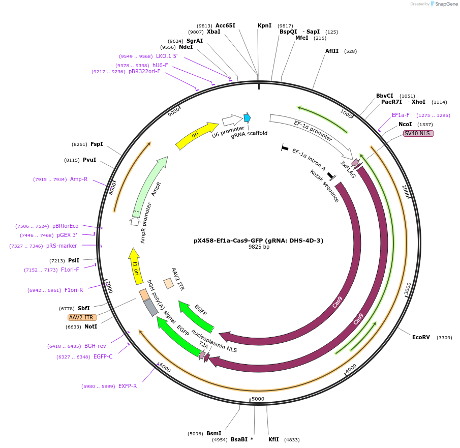 159664-plasmid-map-sequence-id-336110