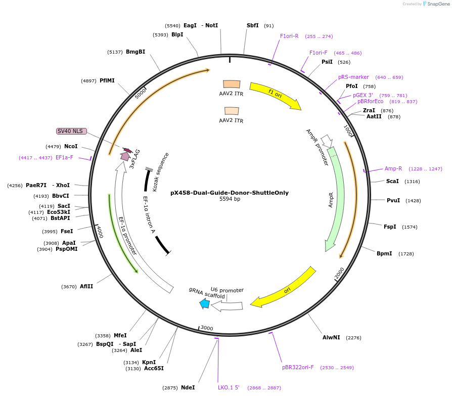 171098-plasmid-map-sequence-id-336112