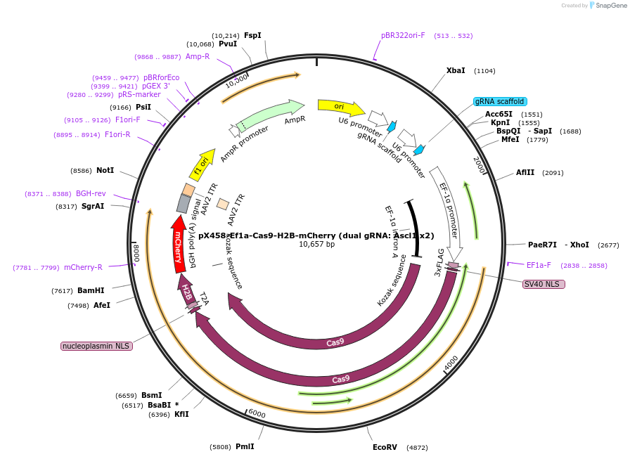 171099-plasmid-map-sequence-id-336115