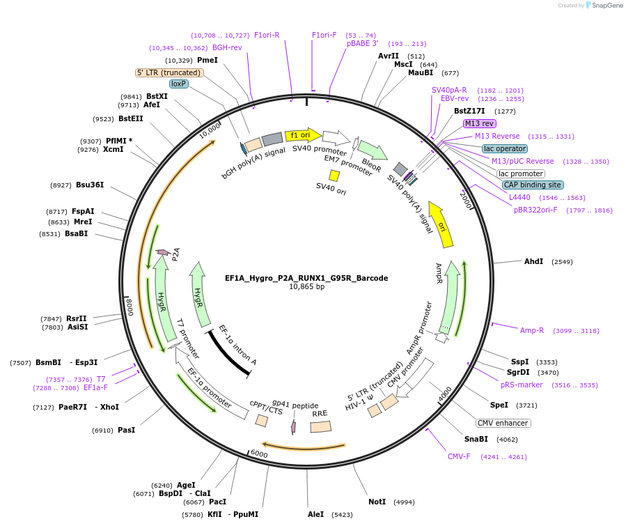 170950-plasmid-map-sequence-id-336118