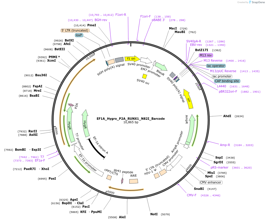 170941-plasmid-map-sequence-id-336122