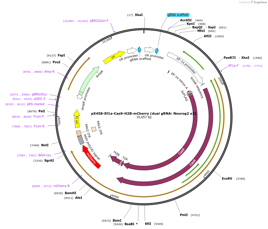 171100-plasmid-map-sequence-id-336123