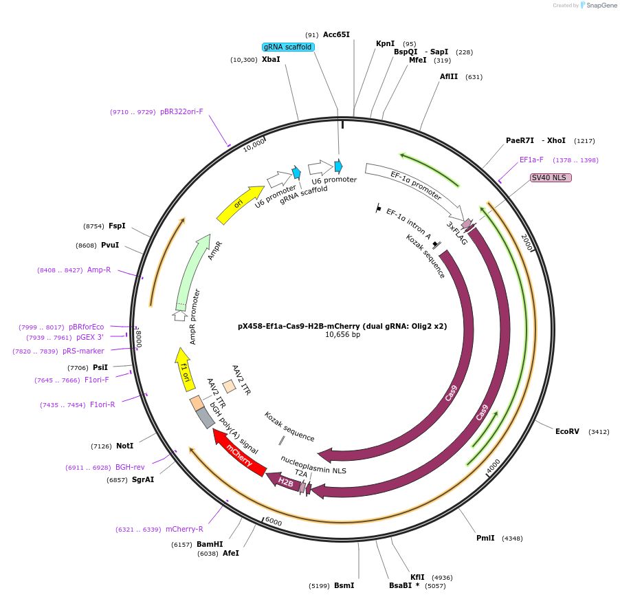 171101-plasmid-map-sequence-id-336130
