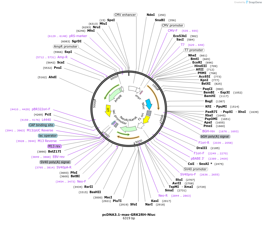 158605-plasmid-map-sequence-id-336169