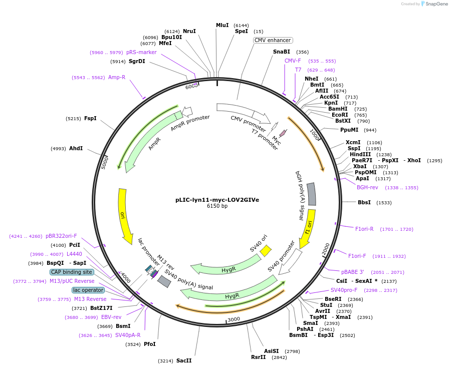 170623-plasmid-map-sequence-id-336174