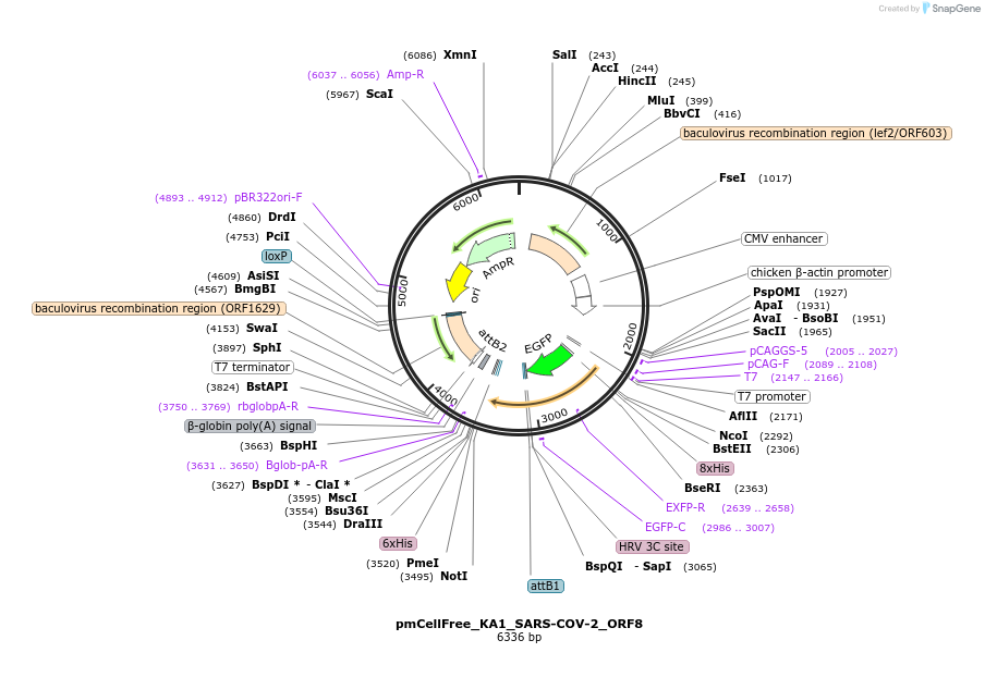 169395-plasmid-map-sequence-id-336176