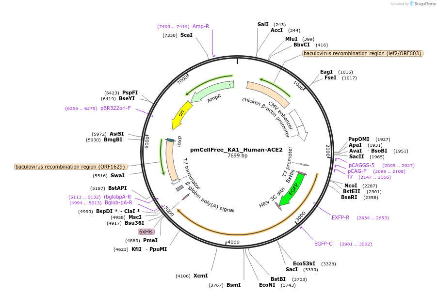 169406-plasmid-map-sequence-id-336179