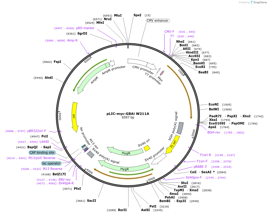 171754-plasmid-map-sequence-id-336180