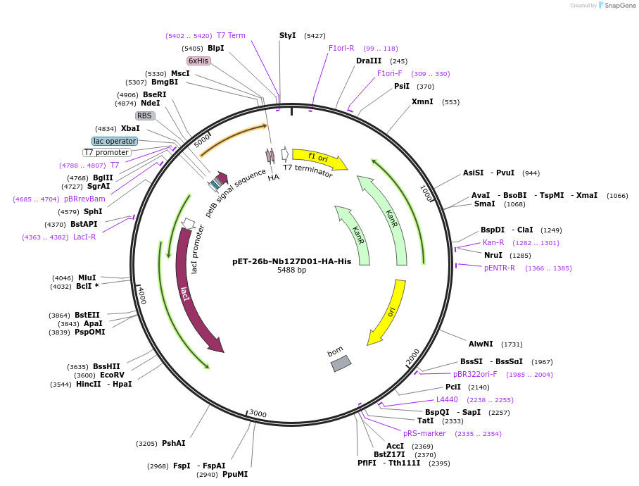 171566-plasmid-map-sequence-id-336383