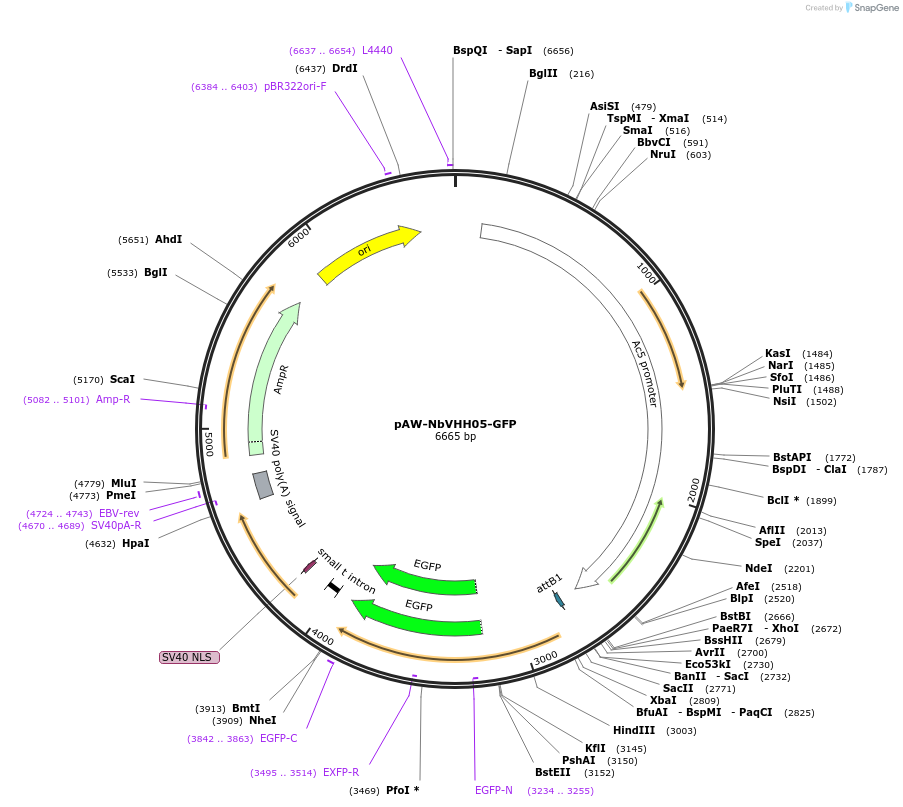 171570-plasmid-map-sequence-id-336389