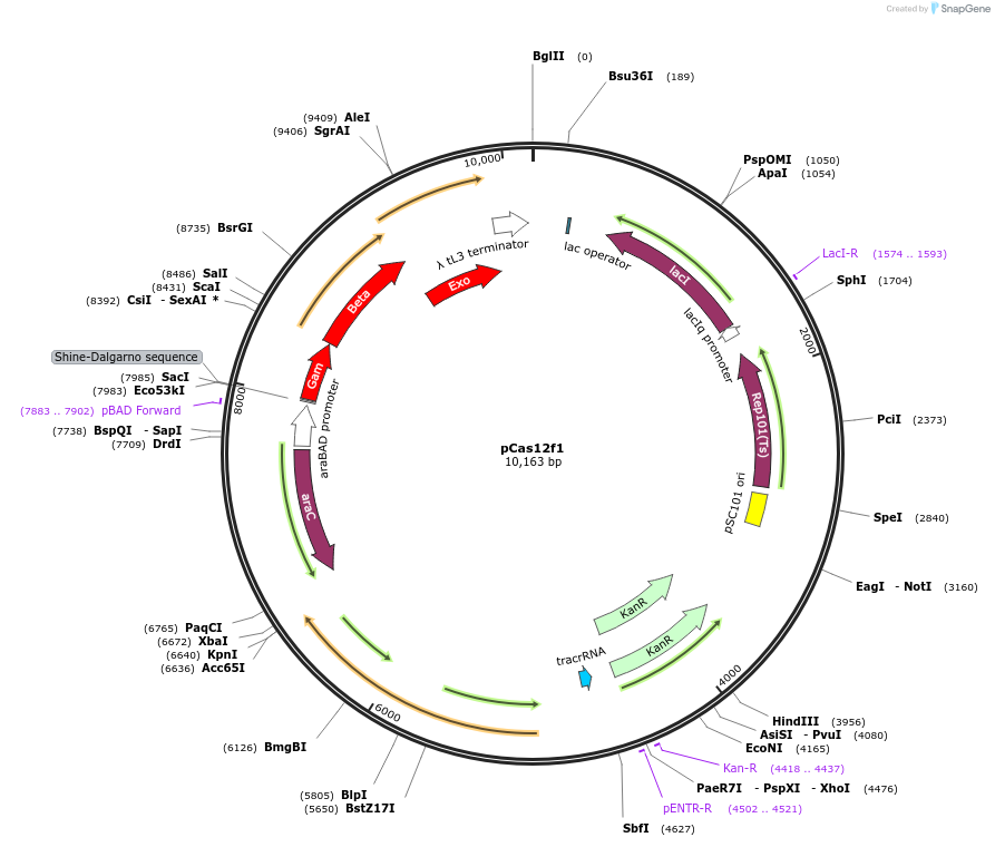 171182-plasmid-map-sequence-id-336407