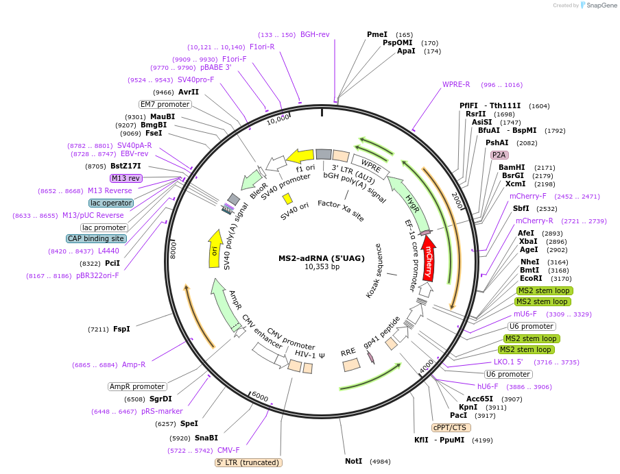 170126-plasmid-map-sequence-id-336437