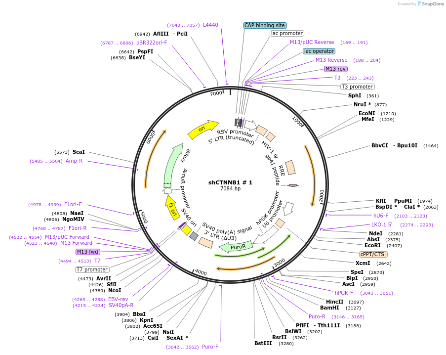42543-plasmid-map-sequence-id-336439