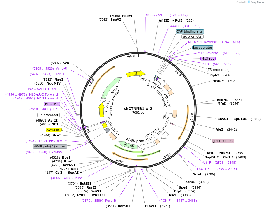 42544-plasmid-map-sequence-id-336441