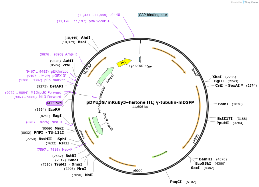 154303-plasmid-map-sequence-id-336453