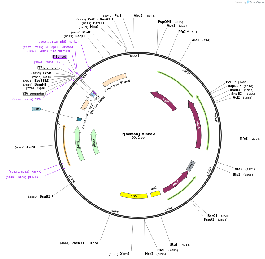 165859-plasmid-map-sequence-id-336455