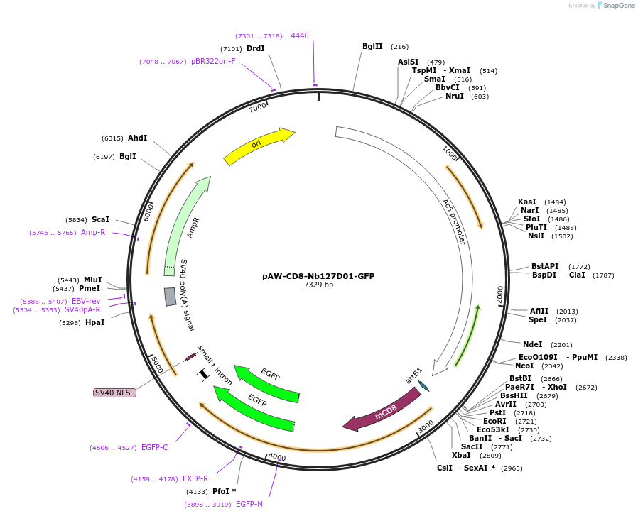 171577-plasmid-map-sequence-id-336458