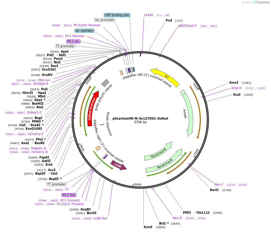 171579-plasmid-map-sequence-id-336462