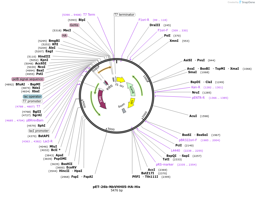 171567-plasmid-map-sequence-id-336465