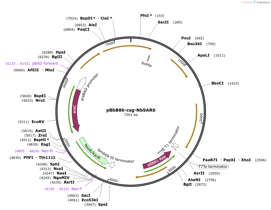 171703-plasmid-map-sequence-id-336471