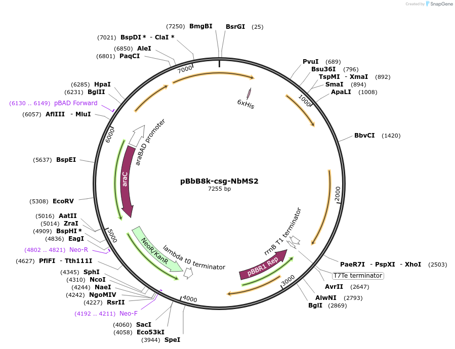 171701-plasmid-map-sequence-id-336474