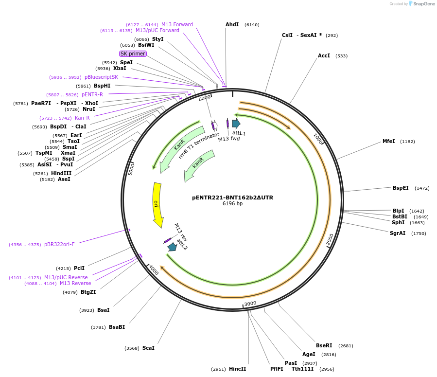 171214-plasmid-map-sequence-id-336476
