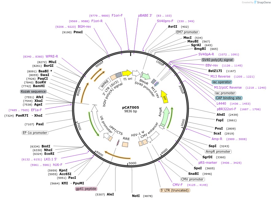 171632-plasmid-map-sequence-id-336487