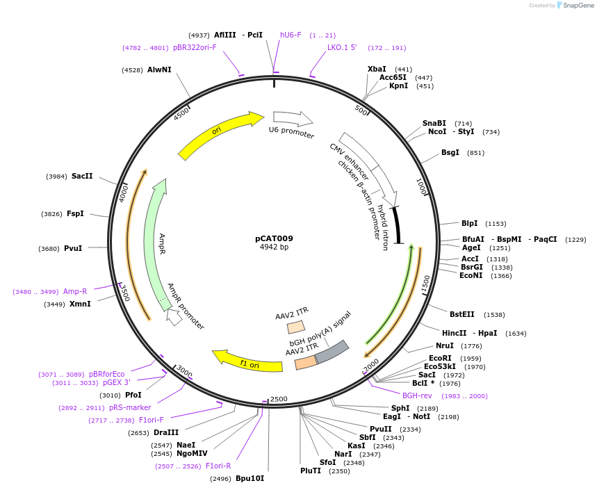 171635-plasmid-map-sequence-id-336490