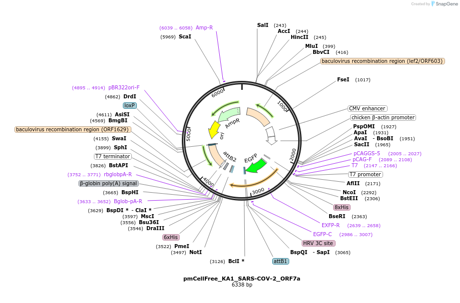 169393-plasmid-map-sequence-id-336506