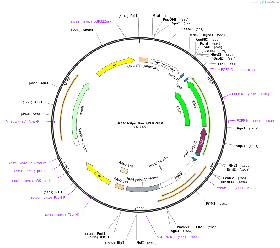 170368-plasmid-map-sequence-id-336507