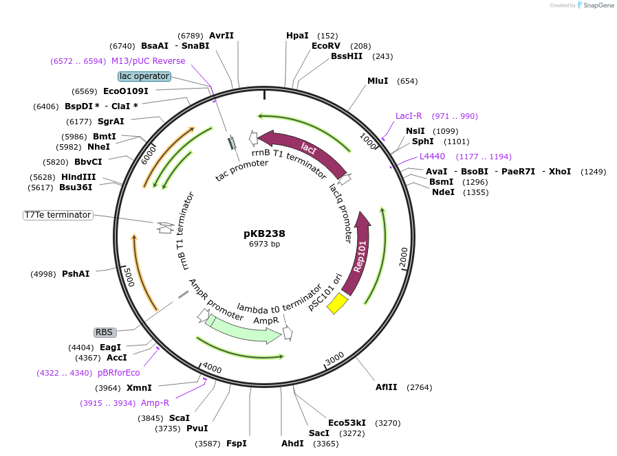 170033-plasmid-map-sequence-id-336781
