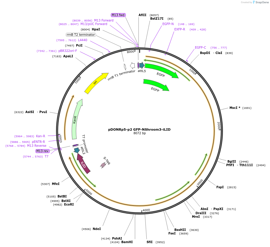 170976-plasmid-map-sequence-id-336790