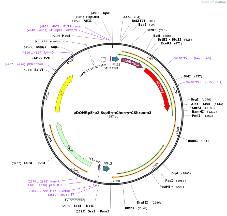 170977-plasmid-map-sequence-id-336791