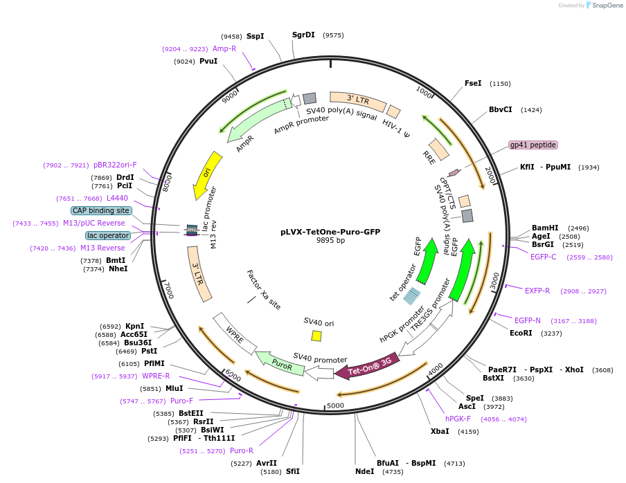 171123-plasmid-map-sequence-id-336792
