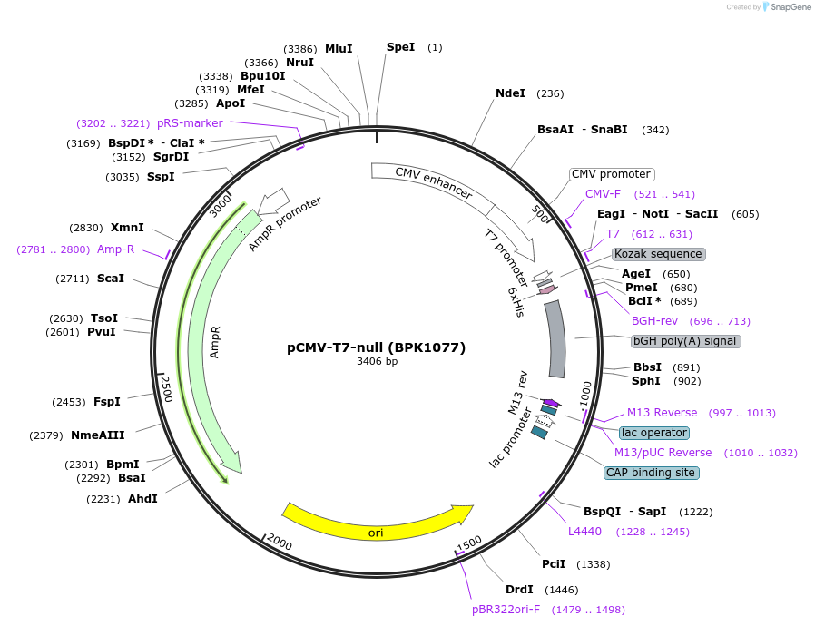 171128-plasmid-map-sequence-id-336794