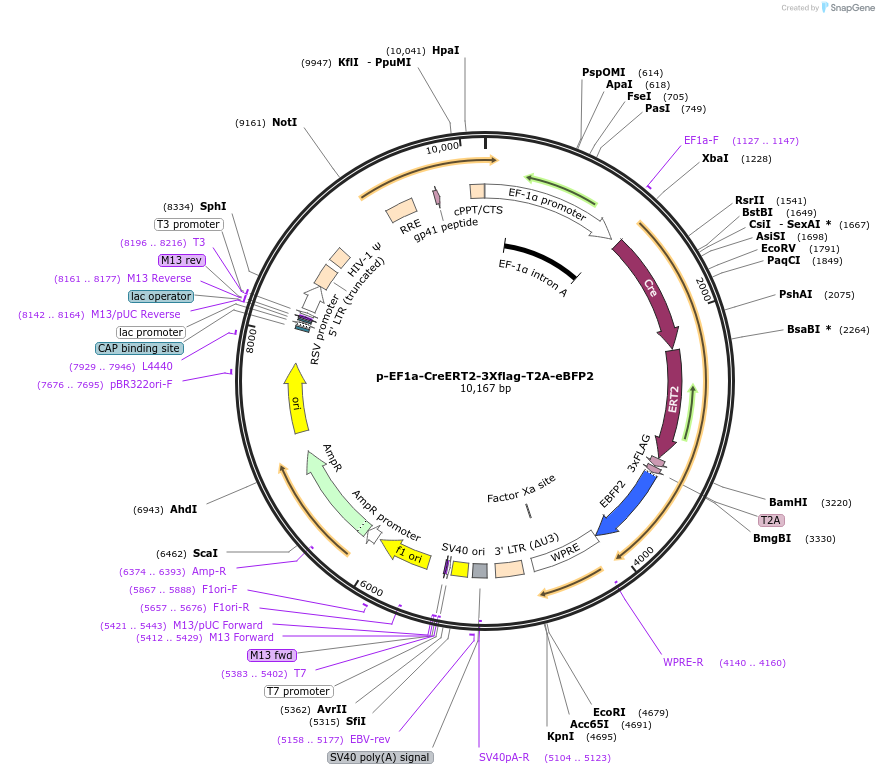 170186-plasmid-map-sequence-id-336799